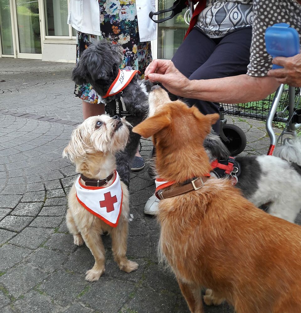 Seniorin gibt Hunden ein Leckerli.